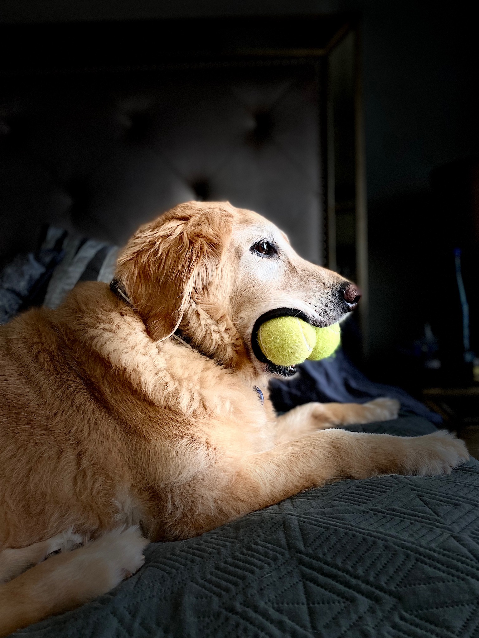 Louie memory